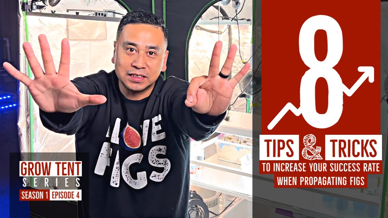 8 TIPS & TRICKS to INCREASE your SUCCESS RATE (propagating figs) || GROW TENT Series (s1e4) // #figs