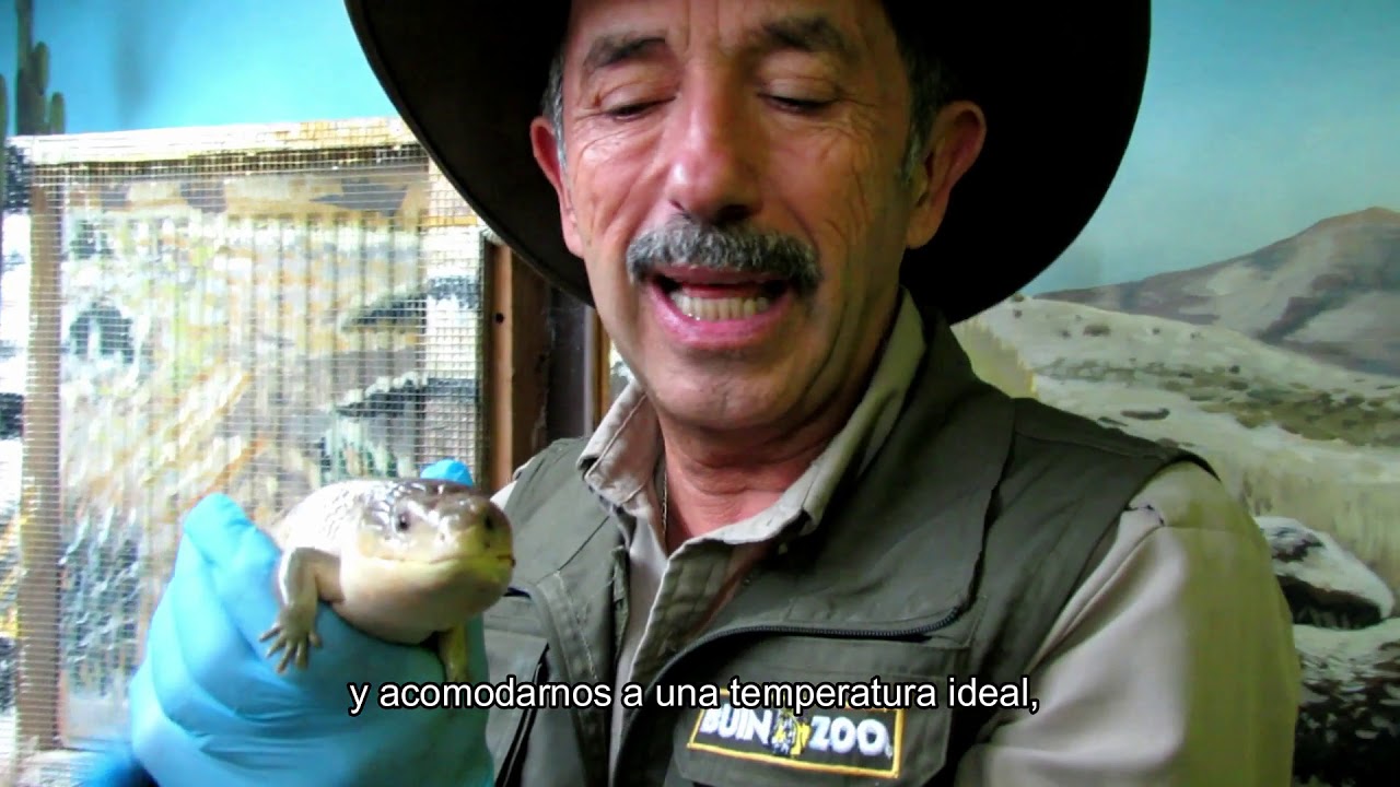 BUIN ZOO TE ACOMPAÑA EN CASA (Escinco de lengua azul)