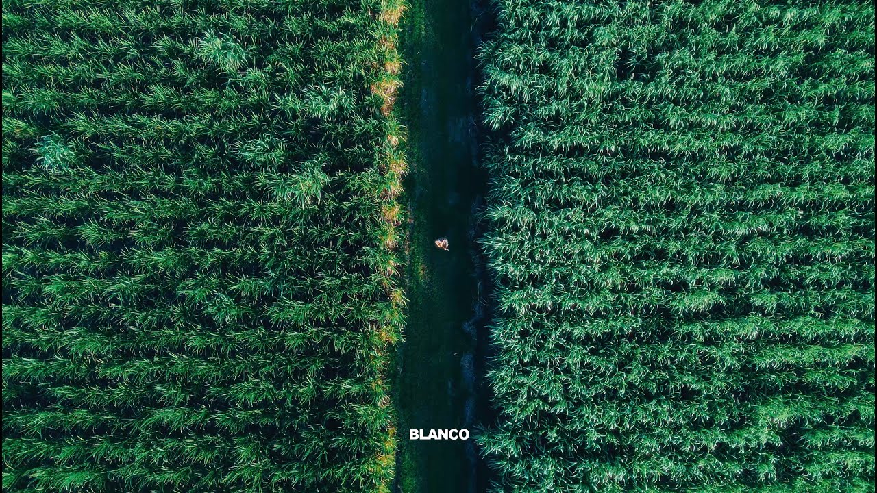 Blanco - Israel Amarante