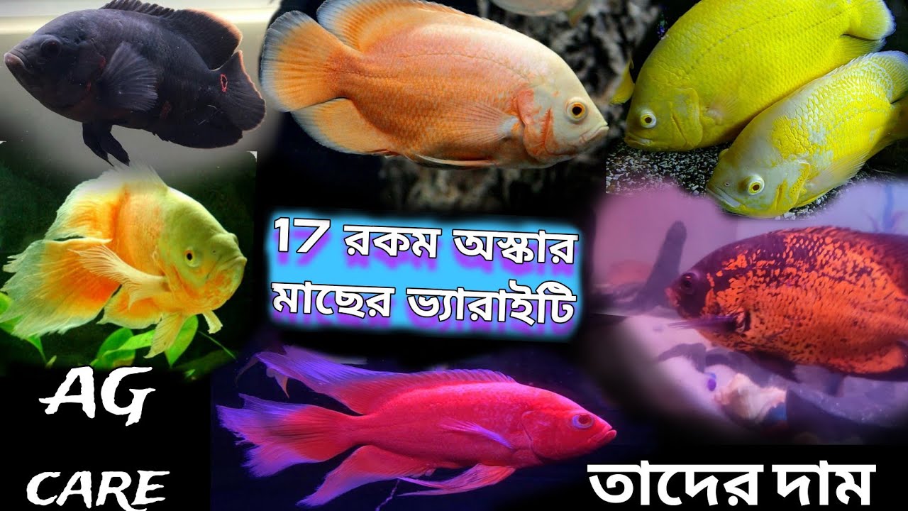 17 রকম ভ্যারাইটির অস্কার ফিস এবং তাদের দাম // 17 Varieties of Oscar Fish and Their Prices // AG care