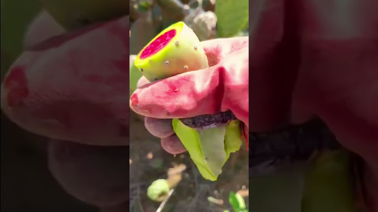 Techniques for picking cactus fruit with simple tools #shorts