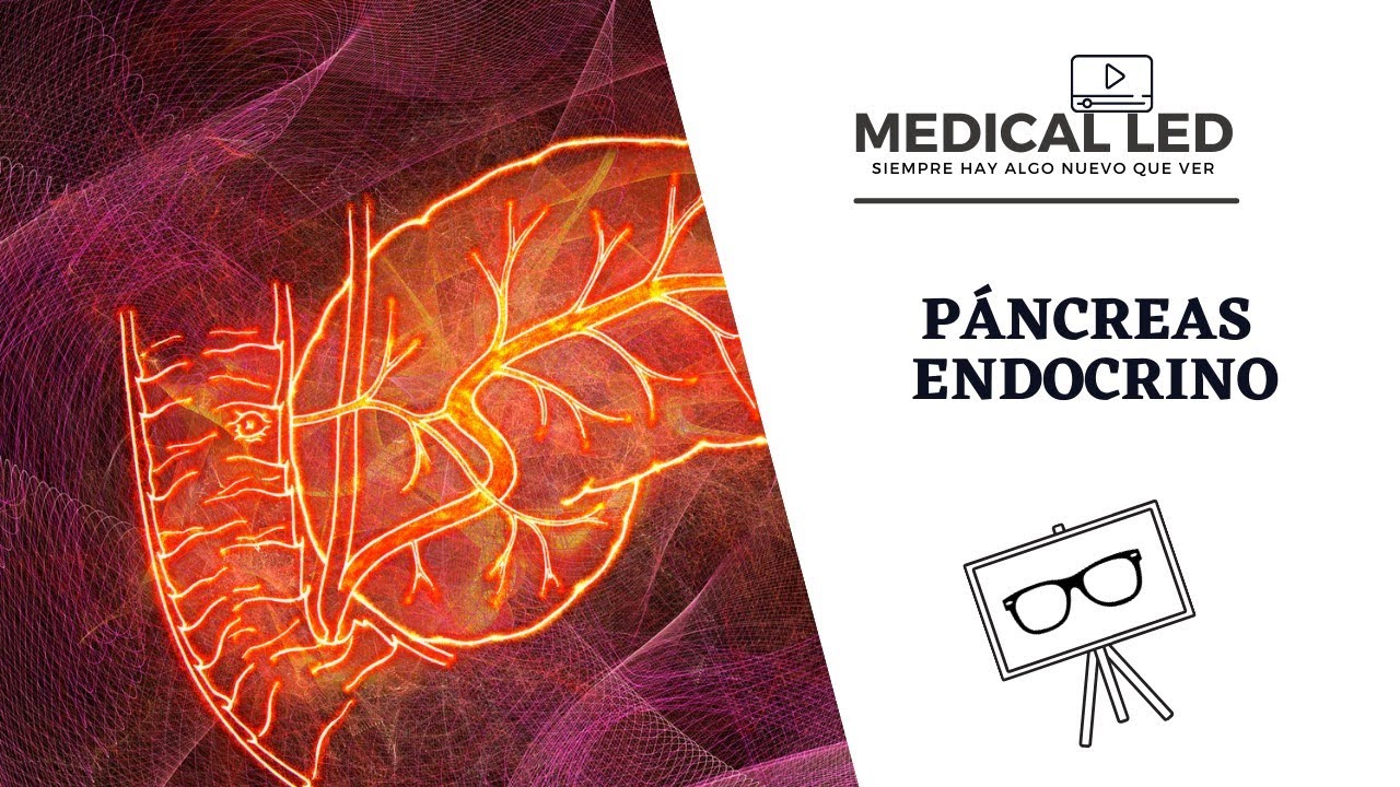 PÁNCREAS ENDOCRINO: Hormonas y sus funciones principales