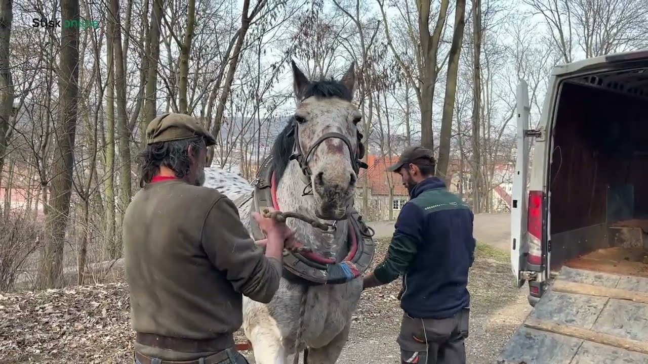 Mistr republiky v orbě pomáhá ve Wilsonově lese