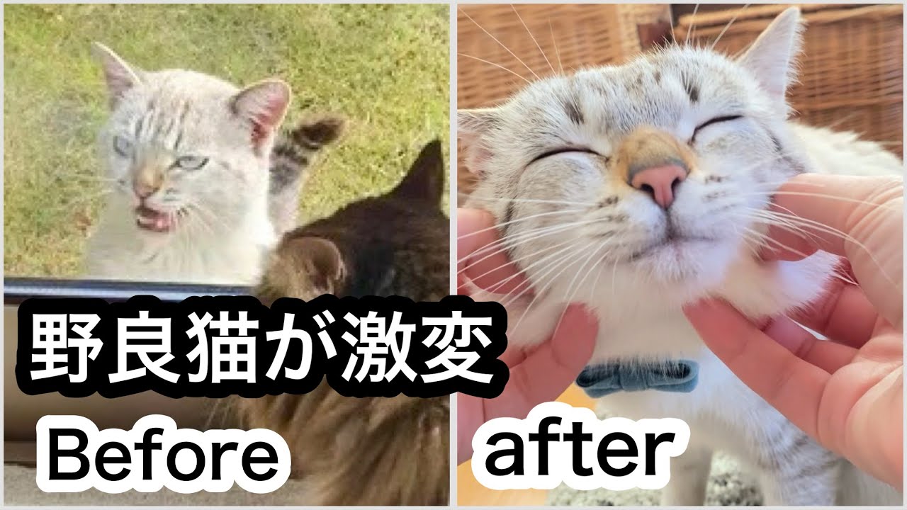 【野良猫が家猫になり激変】先住猫に「キャットウォークの歩き方」「ふみふみ（クッションの使い方）」教わりました