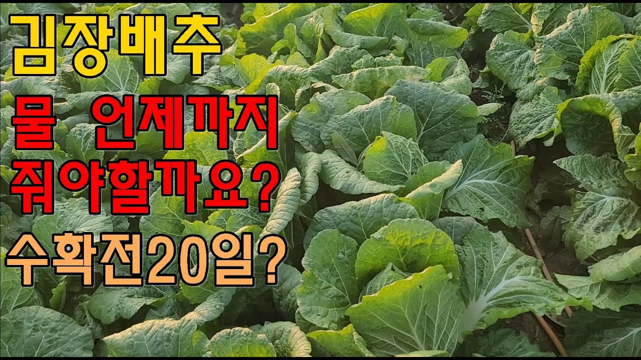 김장가을배추 물을 언제까지 줘야할까요