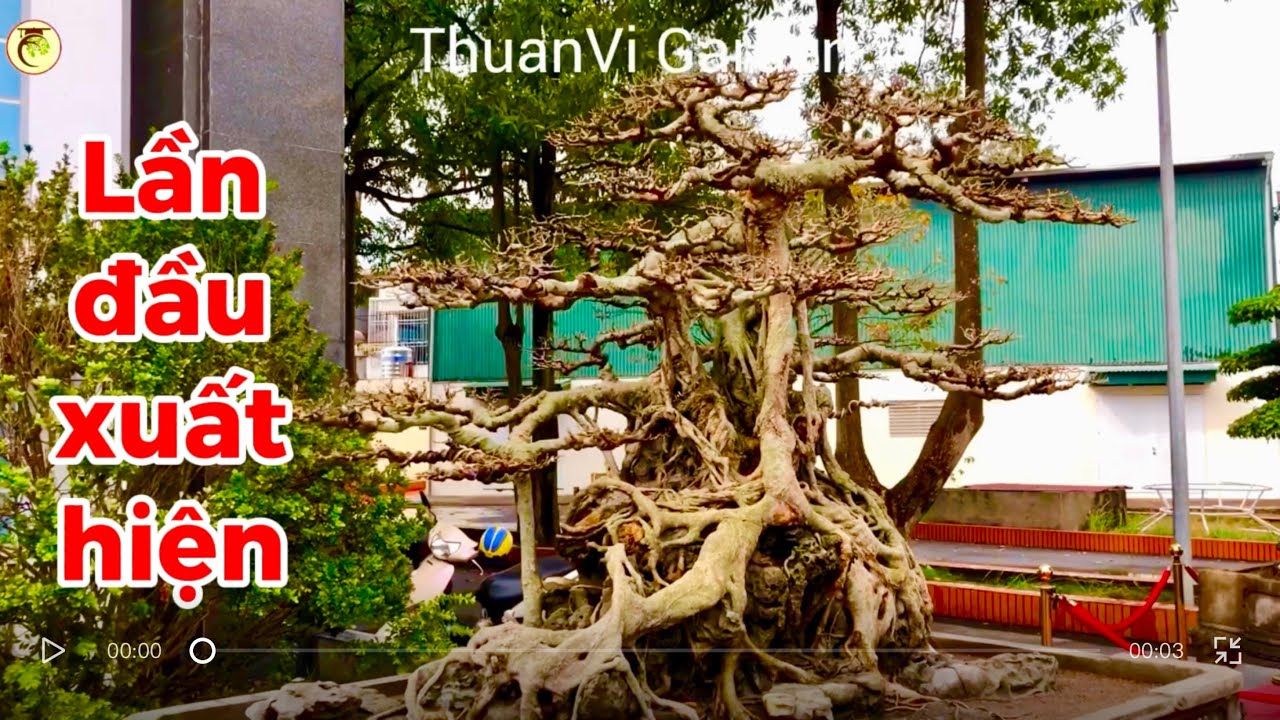 Đã Già sẵn rồi thì khỏi cần phải hoá trang nữa #thuanvigarden