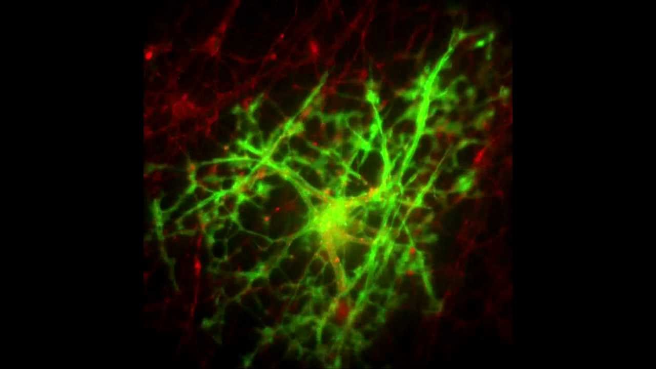 Myelination in Action!