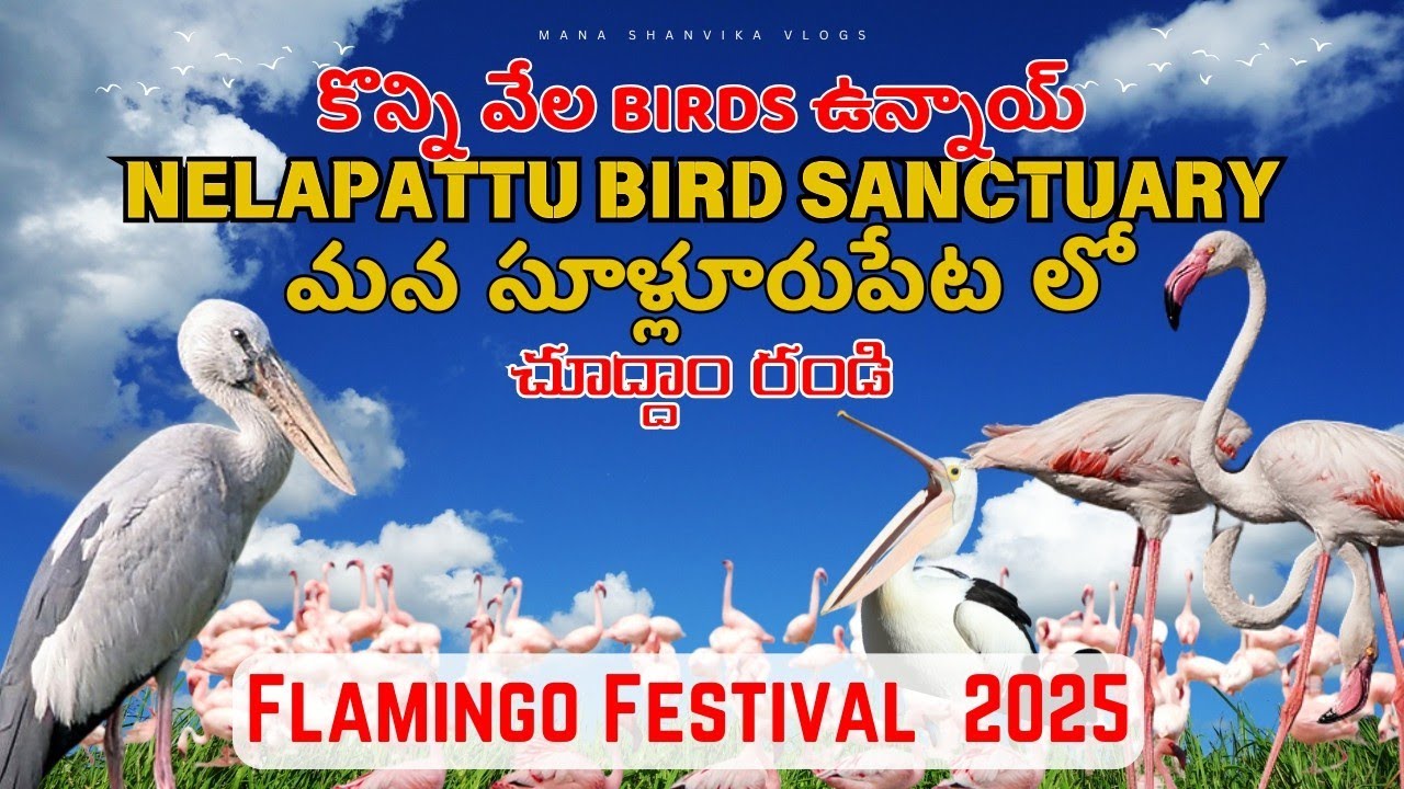 Flamingo Festival 2025| Nelapattu Bird Sanctuary | నేలపట్టులో విదేశీ పక్షులు సందడి🦩🦩