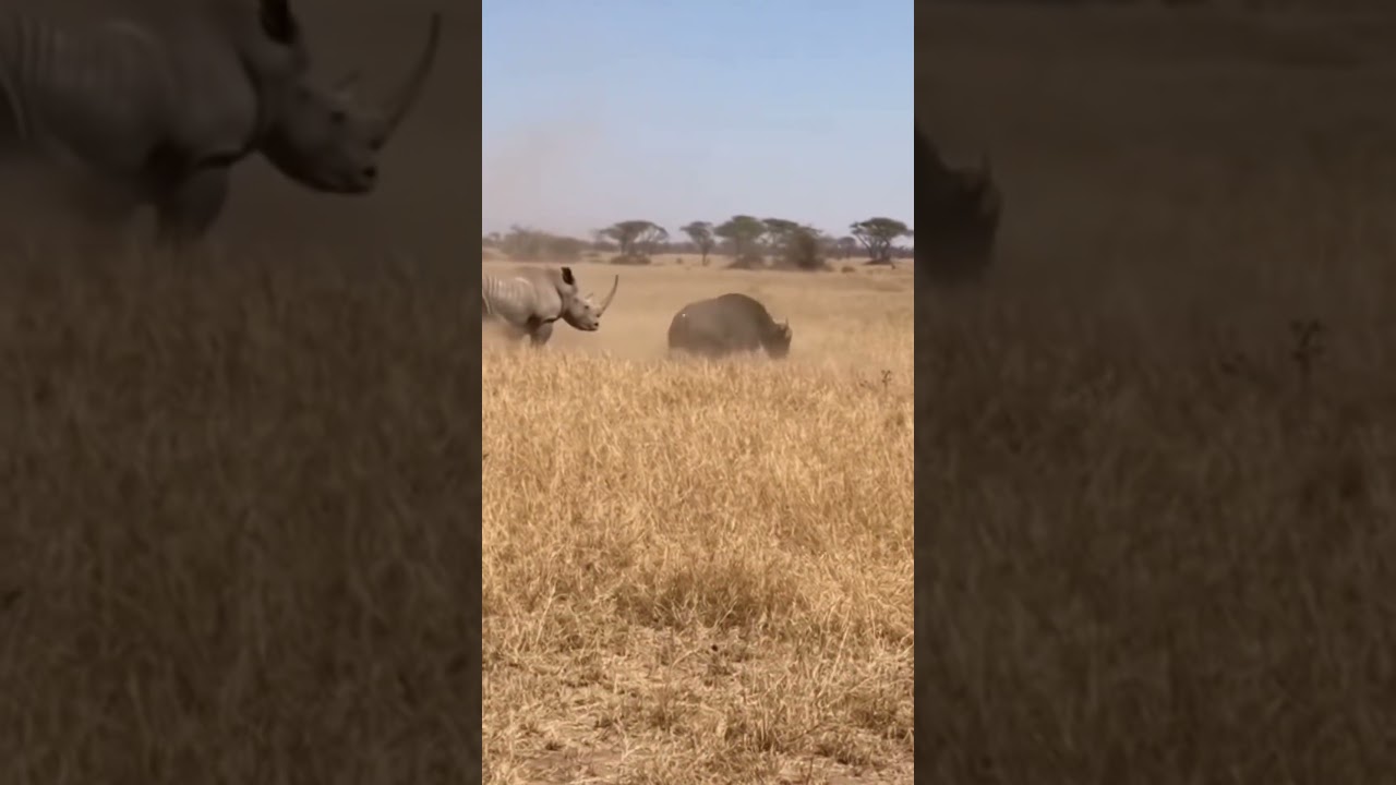 Rhino vs Buffalo: The Brutal Clash 🦏💥