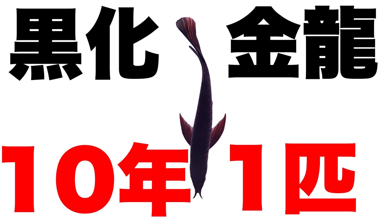 【ショップ訪問】10年に1匹！激レア個体！黒化過背金龍！アクアリウムプロショップピンポイント　熱帯魚　aquarium