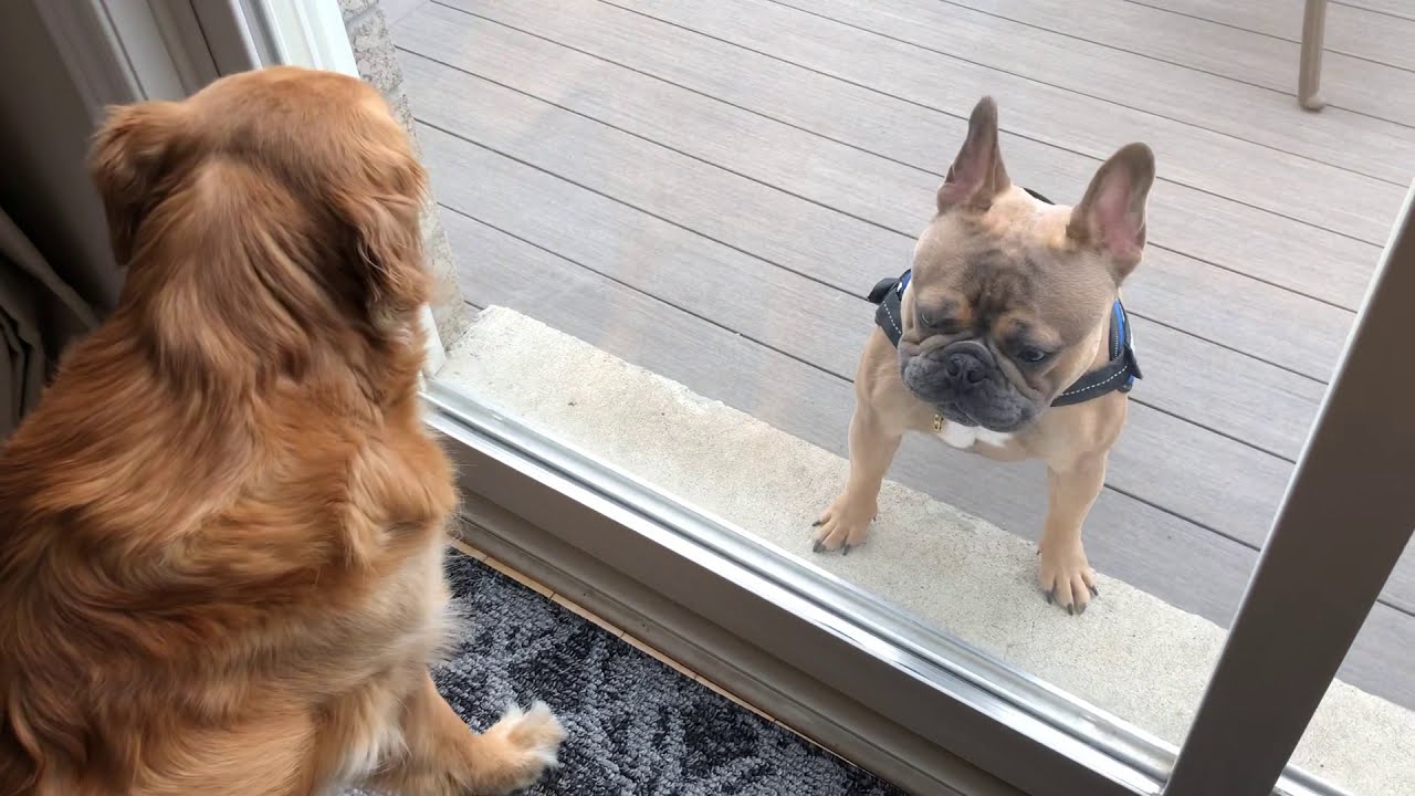 Golden Retriever & French Bull Dog Play