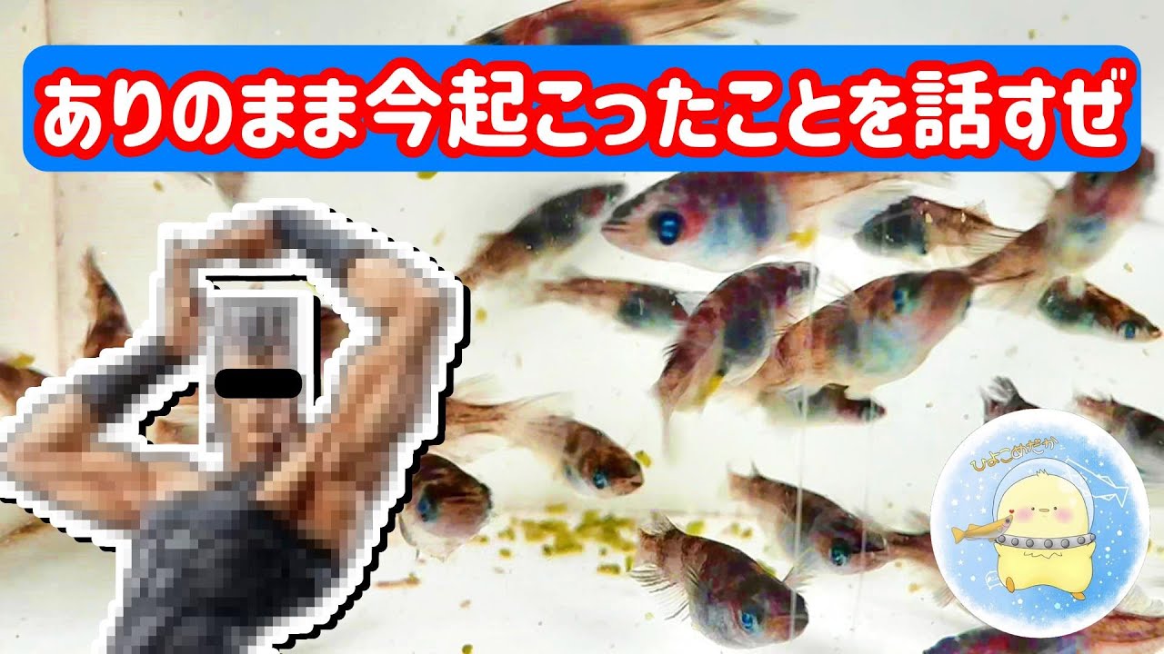 こんなことがあるですね。【ひよこめだか/メダカ飼育】