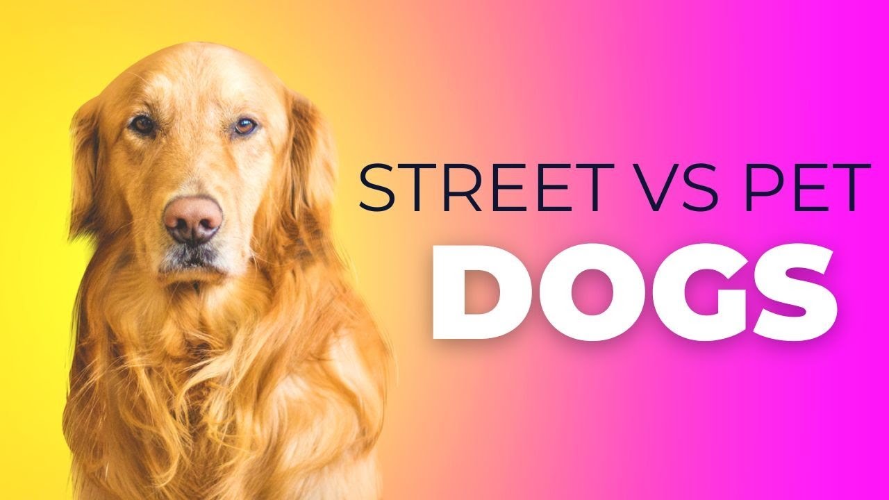STREET DOGS vs PET DOGS