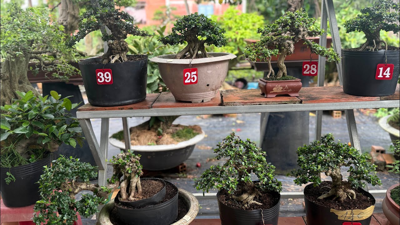 bonsai huỳnh huệ 14/7 (0939029068)chào bán lô sam núi trái đủ dáng