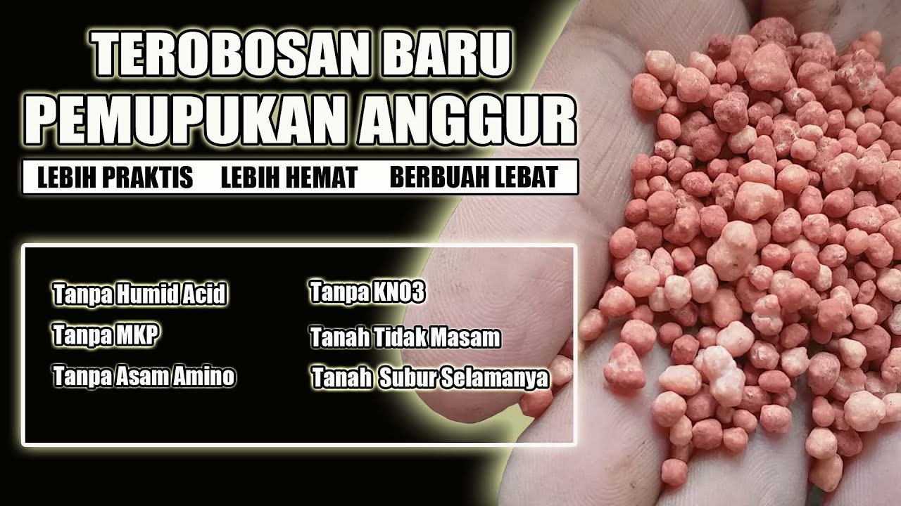 TEROBOSAN BARU !!!  PEMUPUKAN ANGGUR DIMUSIM HUJAN. Terbukti Bisa Berbuah Lebat Sepanjang Waktu.