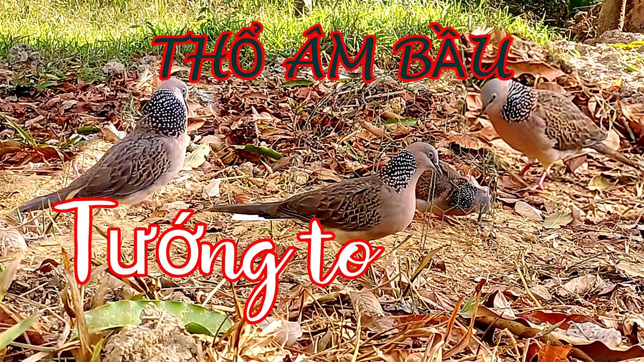 Clip 139.Bổi thổ cấn bầu âm hay gù tốt(bổi về tàn rước gù nhiều.xa nghe máy đổ gù ầm ầm)tướng to đẹp