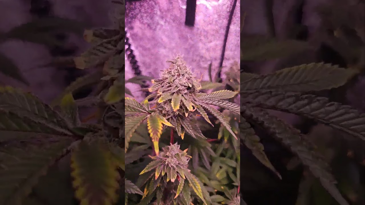 Are You Ready For Harvest Time With Your Indoor Cannabis Plants?