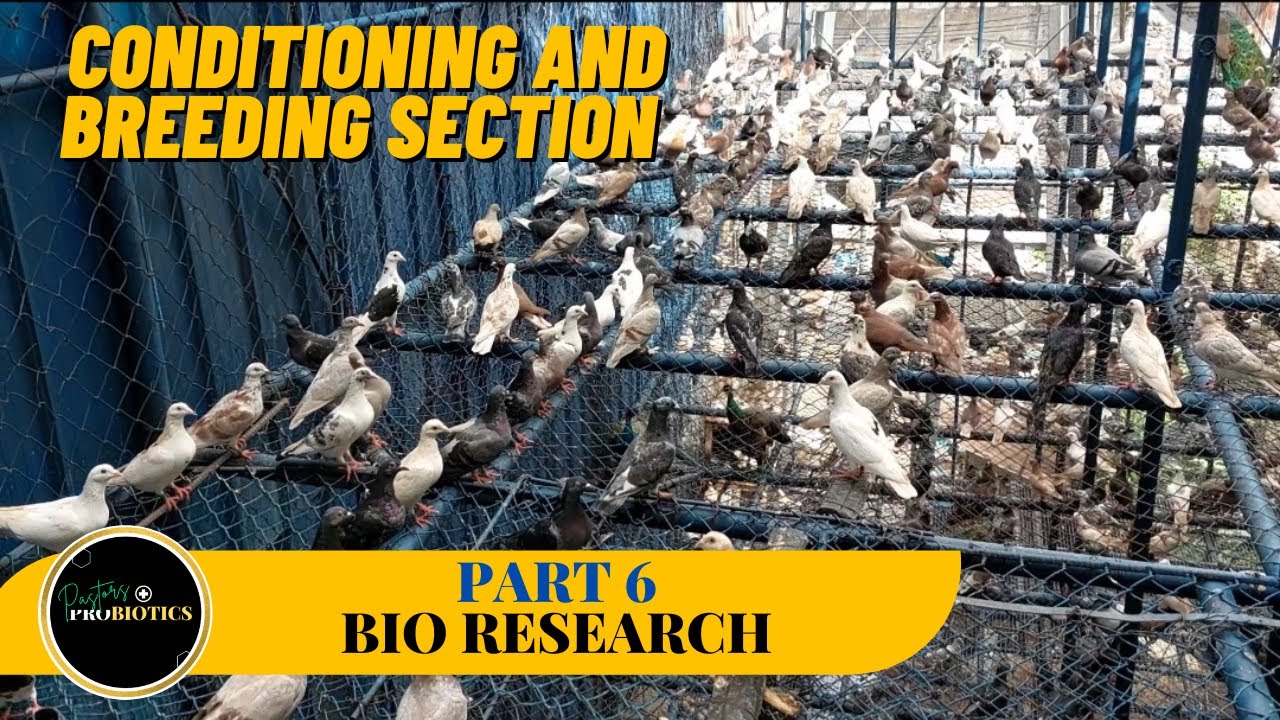 Mahigit 8000 na imported pigeons meron sila, sa halagang 1k makakakuha ka!