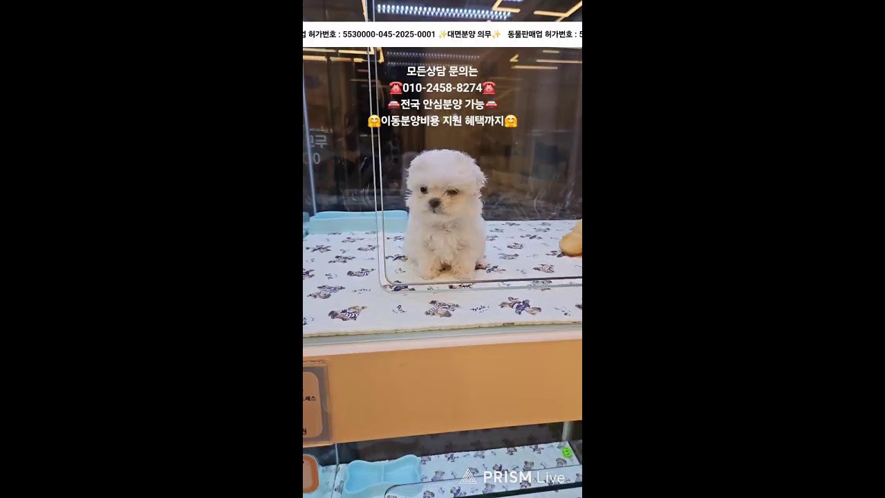 강아지분양 ✨️ 귀여운 아가들 보러 오세요💘 #강아지분양 #애견분양 #애견집사 #라이브