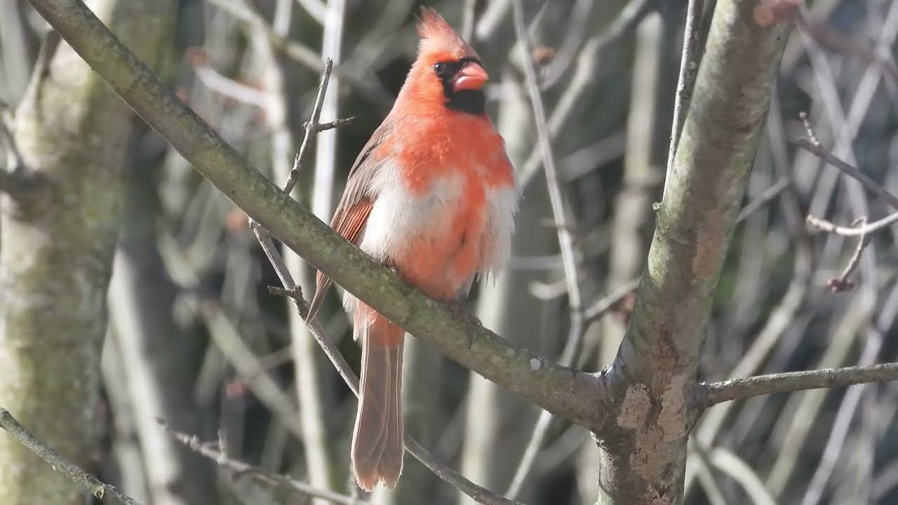 Little Leucisitic Cardinal Preening and Sunbathing