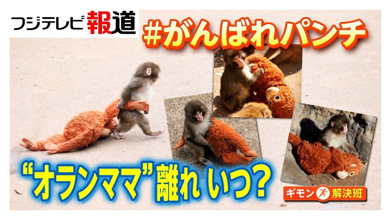 「なんてかわいいの」パンチくんに変化？カギは「毛づくろい」母親代わりのぬいぐるみ「オランママ」誕生の裏側（2026年02月28日）