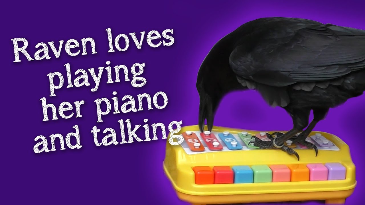 Fable the Raven | Hang out with Fable and her piano | Chatting and hidden camera