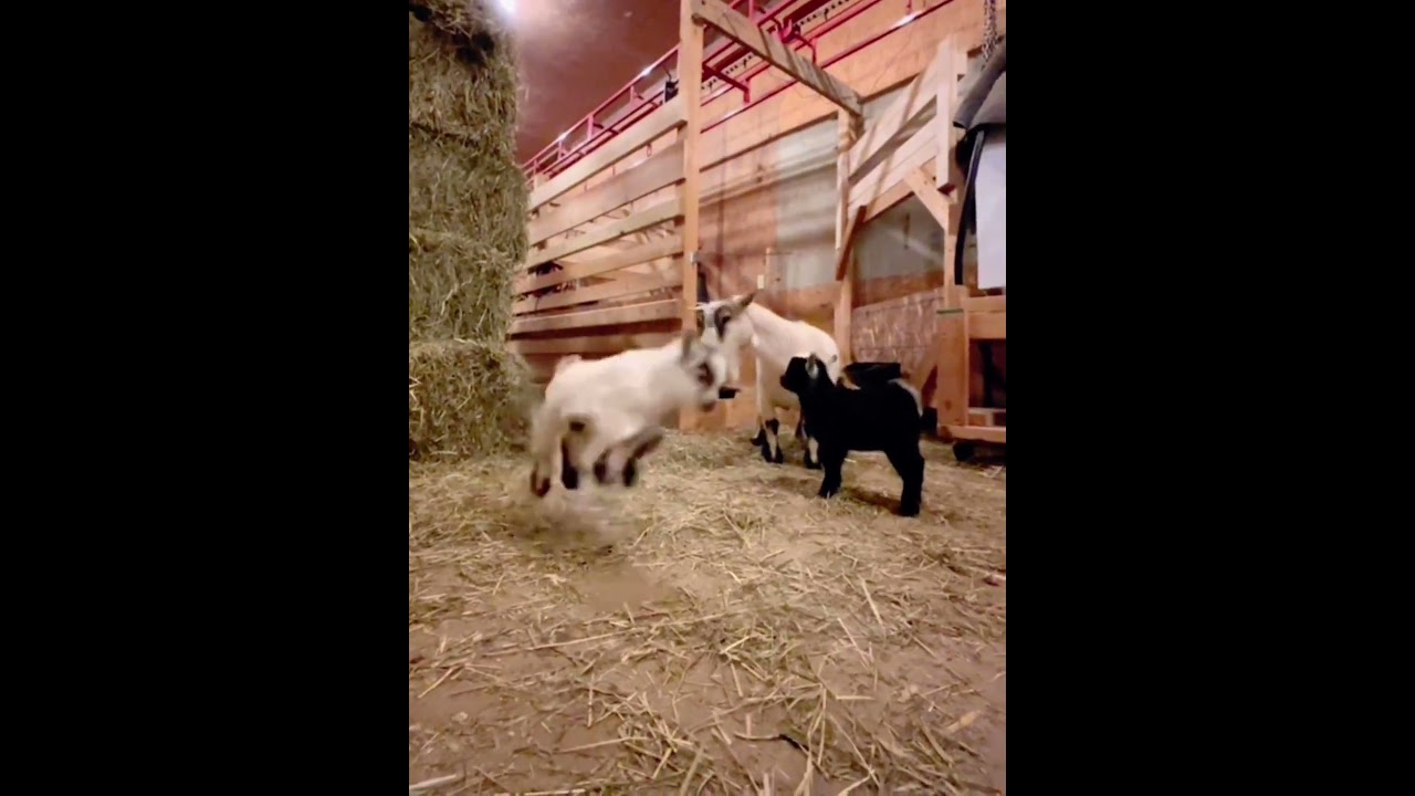 Baby Goats Jumping for Joy! 🐑💕 The Happiest Farm Moments #cutefarmanimal #cute #animals