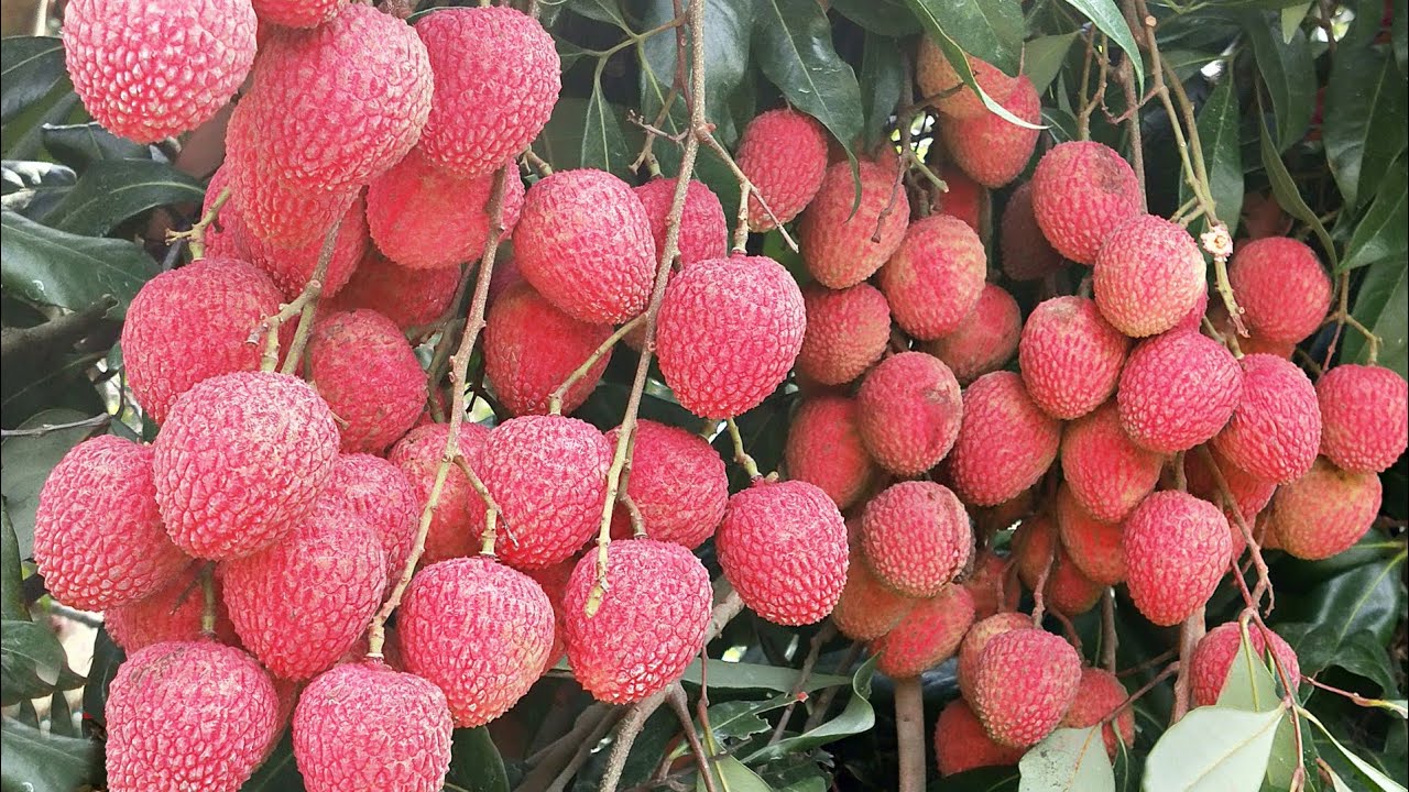 Litchi Plant (Lychee) Farming In SucessFull