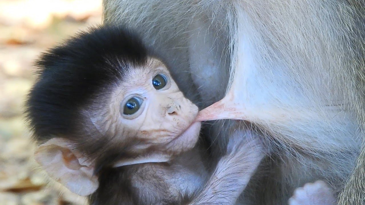 So Cute Baby Jason And Good Healthy Take Care By Lovely Mom Monkey Jill, Jason Will Leader The Group