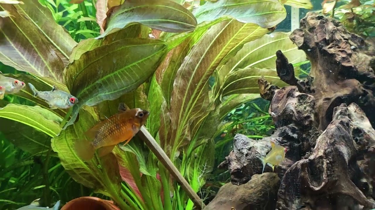4.Advent, Juwel Rio 125 Aquarium Jahr 2025. 