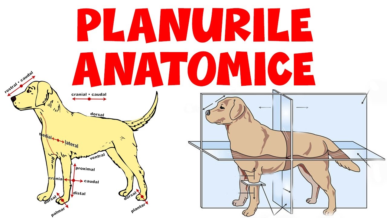 Planurile Anatomice [Medicina Veterinara]