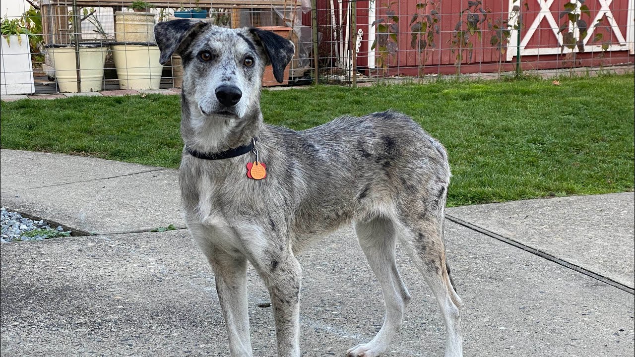 New addition to the Homestead!  Catahoula dogs roaming the backyard.