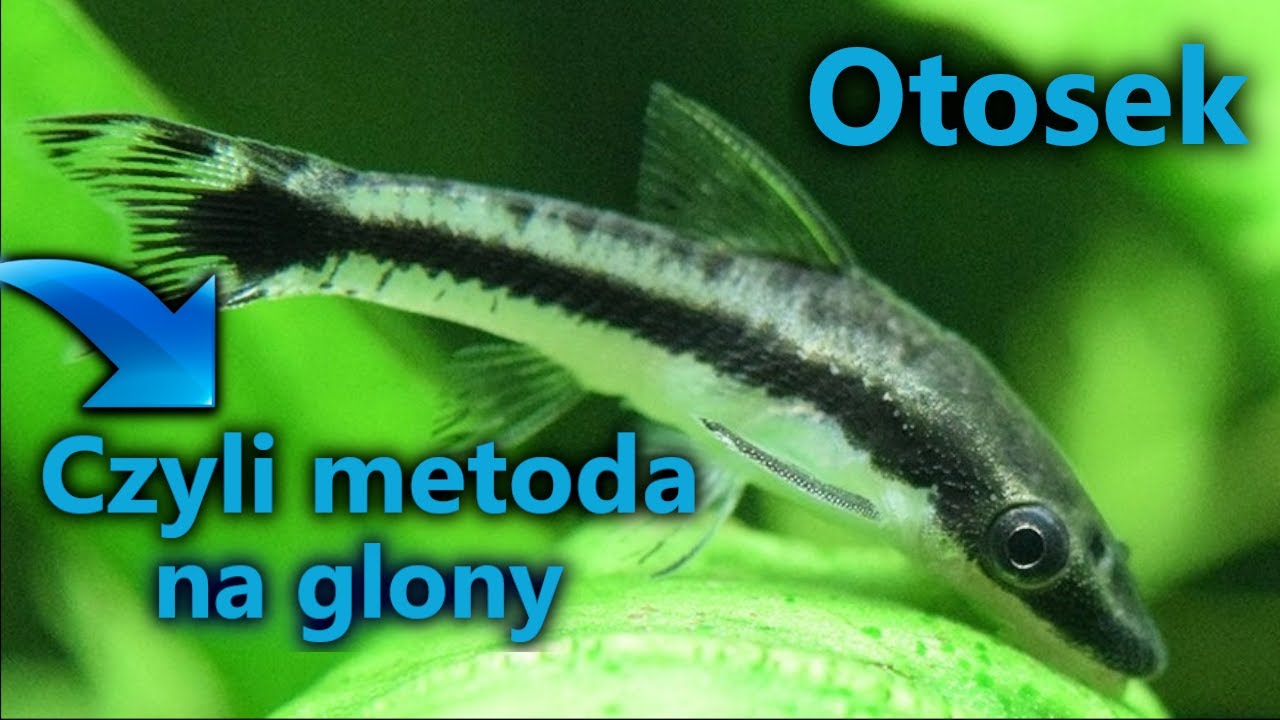 OTOSEK - CZYLI METODA NA GLONY ?!