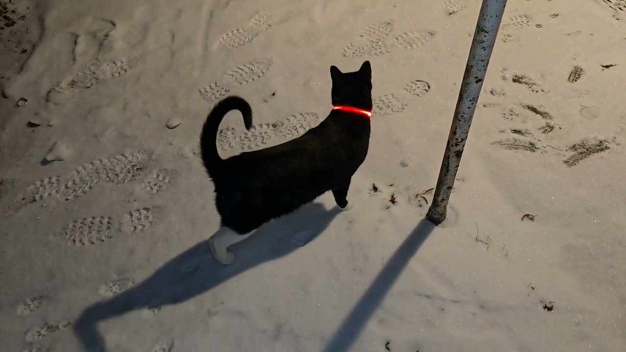 Katze hat Spass draußen und es hat wieder geschneit Video vom 16.2.2026