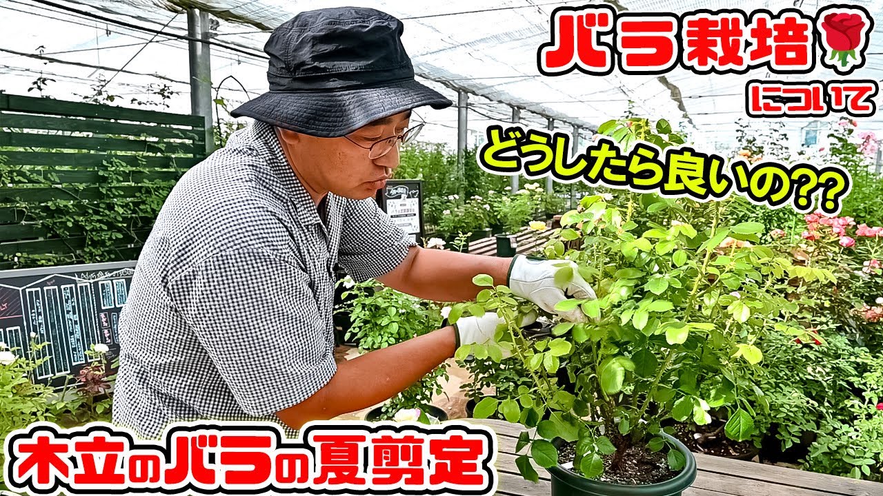 秋バラを美しく咲かせるためのコツ🌹木立のバラの夏剪定🌹についてお話しします。 高木大輔さん