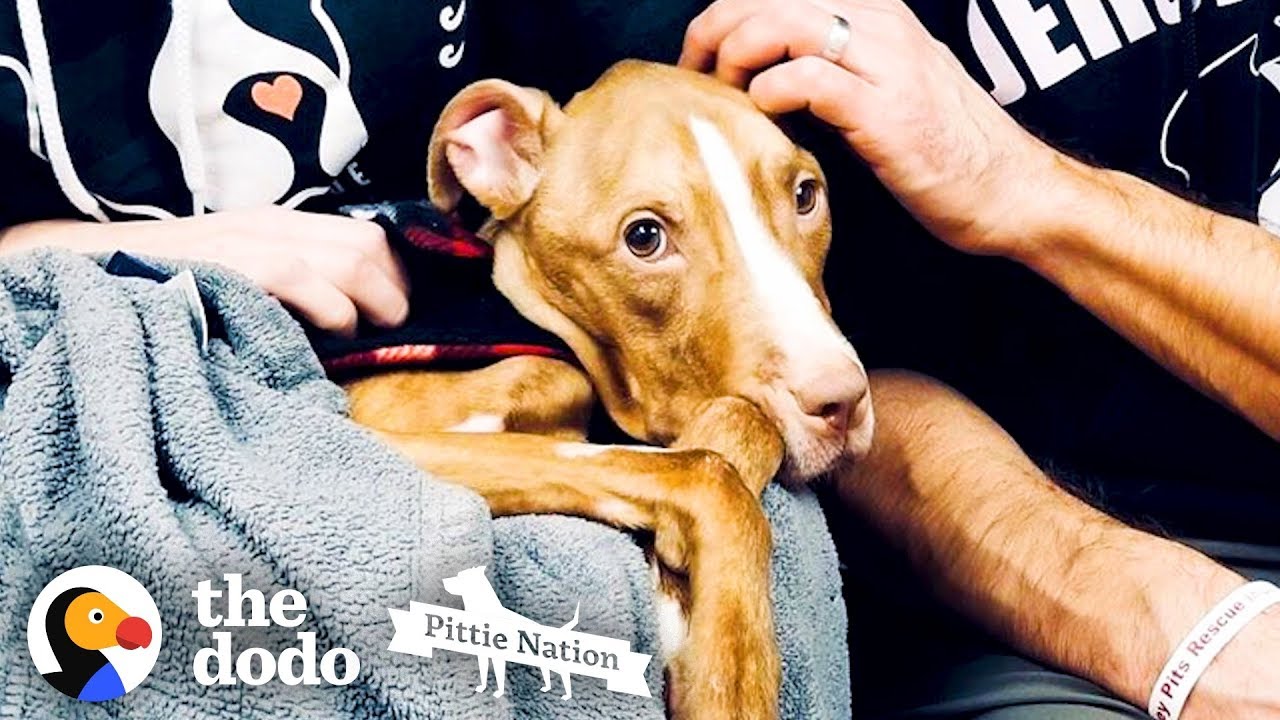Watch This 17-Pound Skinny Pit Bull Learn to Walk Again | The Dodo Pittie Nation