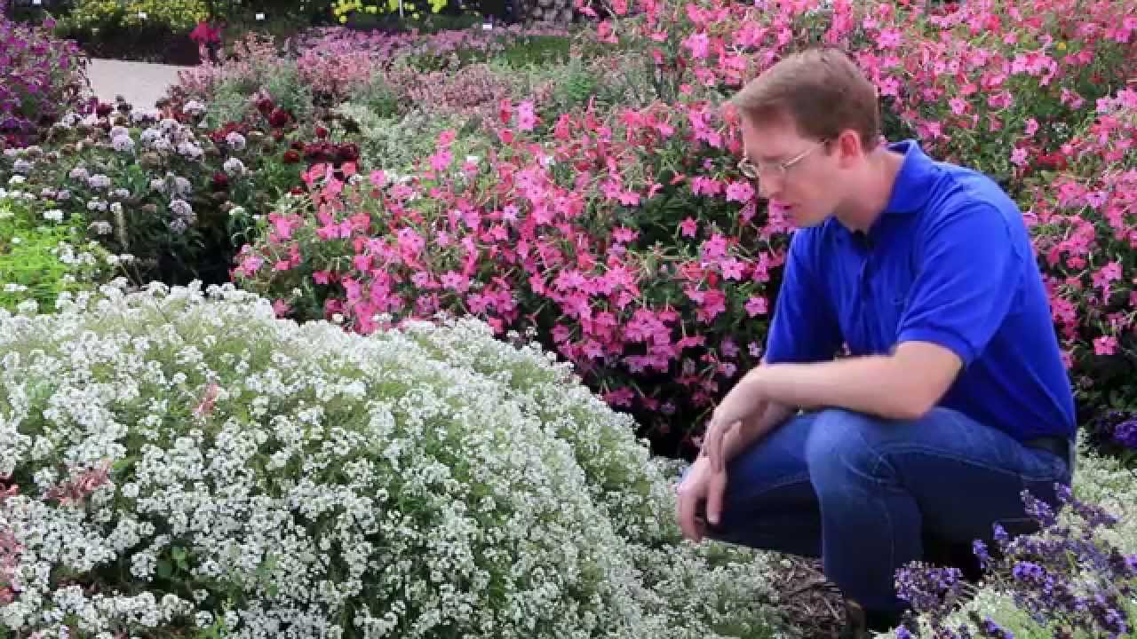 Create a Fragrance Garden in Your Yard