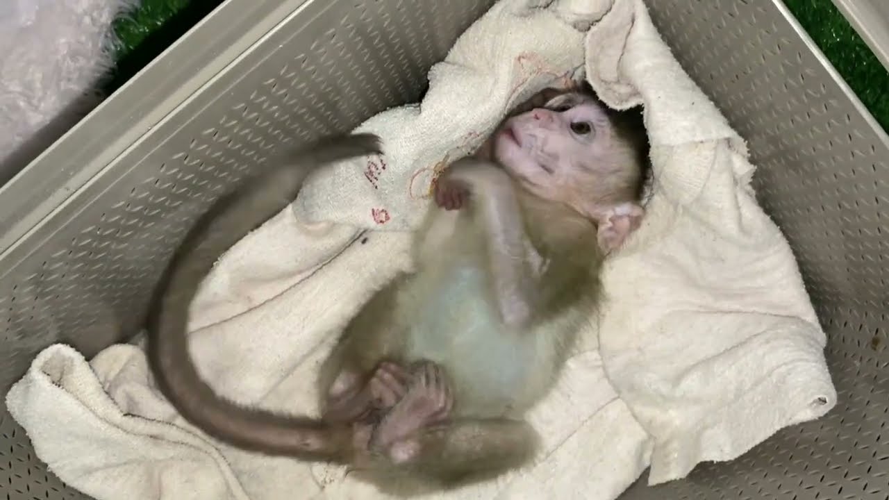 Little Monkey Pippo Suddenly Looks Like He's Poisoned What Happened