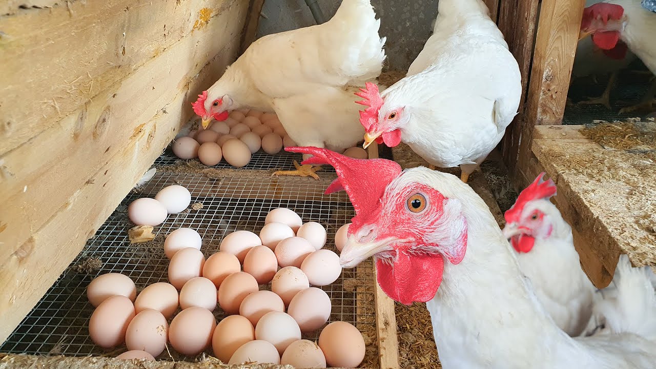 Chicken Farming - How to Harvest Clean and Unbroken Eggs - Soson Farm