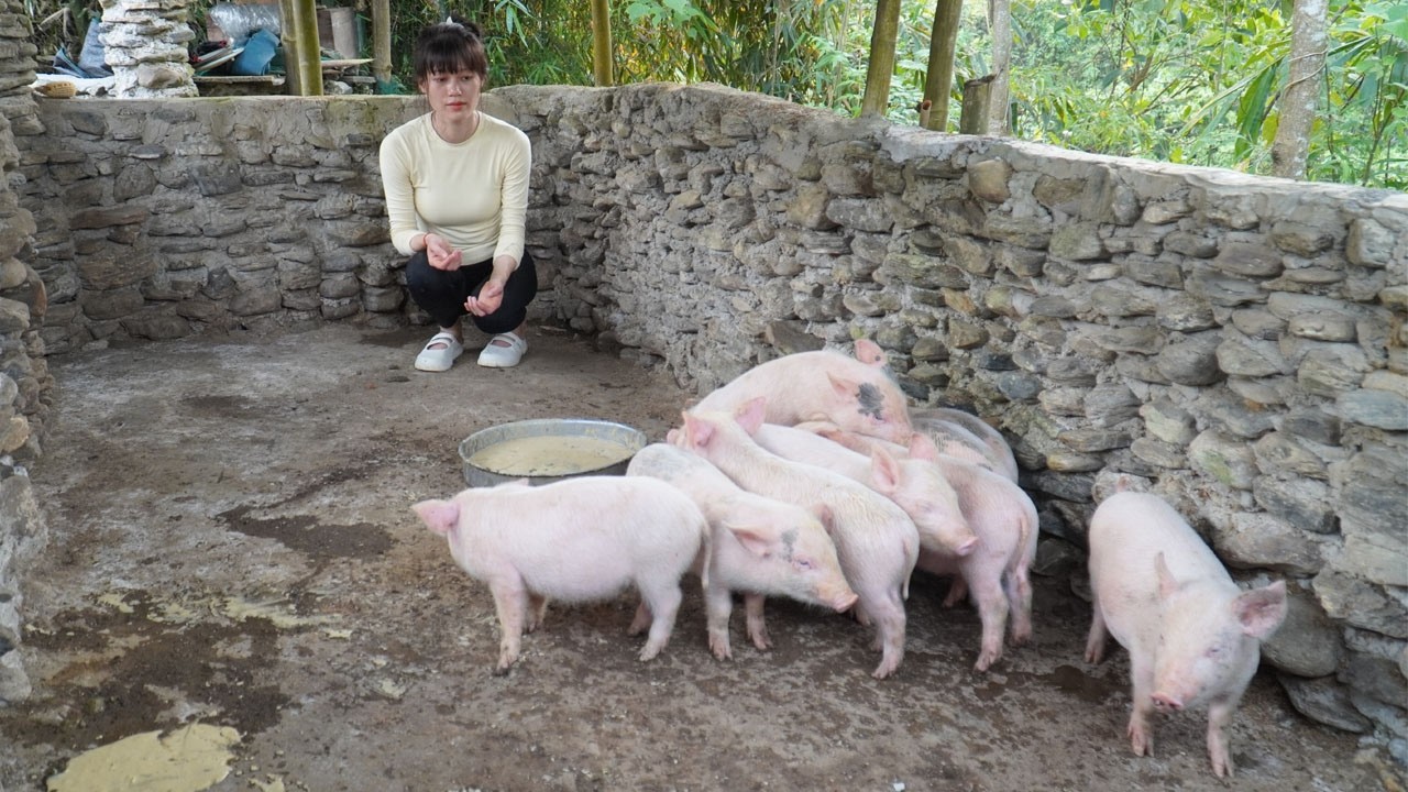 Buy pigs and transport them to the farm - Pig farming, Harvesting melons to sell
