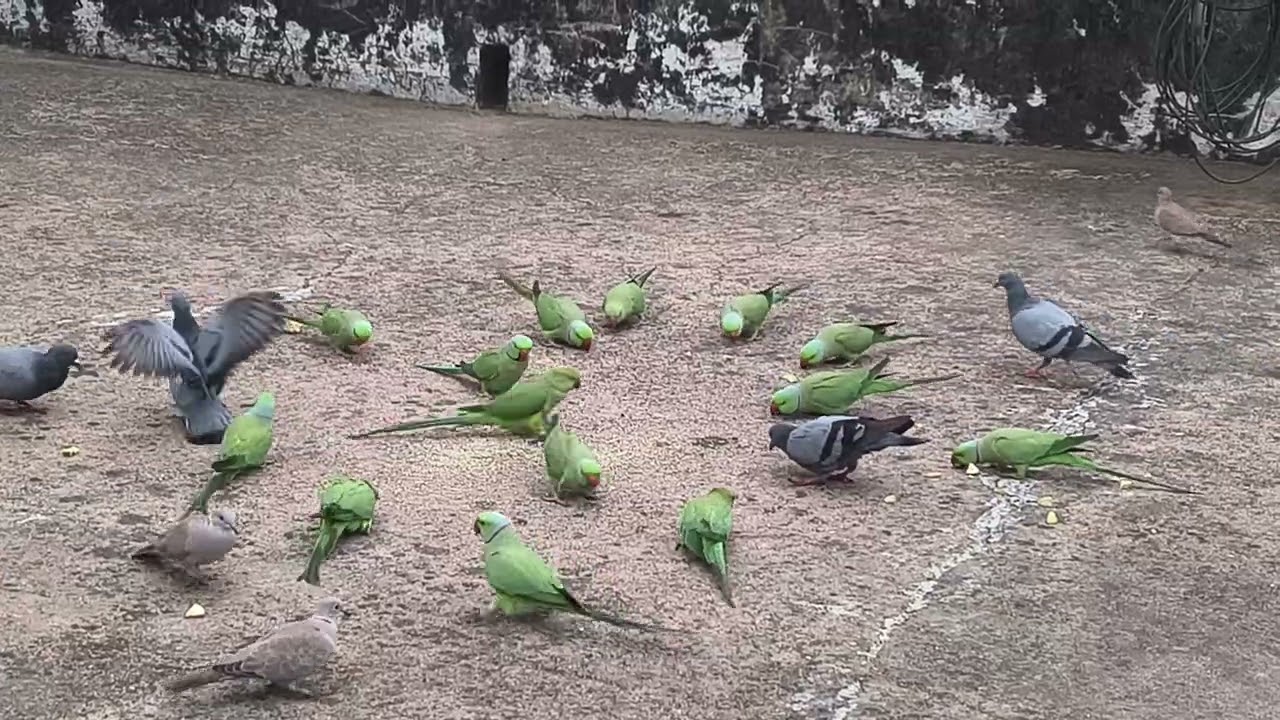 🌿🦜जय श्री राम #village life India #birde video #parrotsvideo🦜🌿