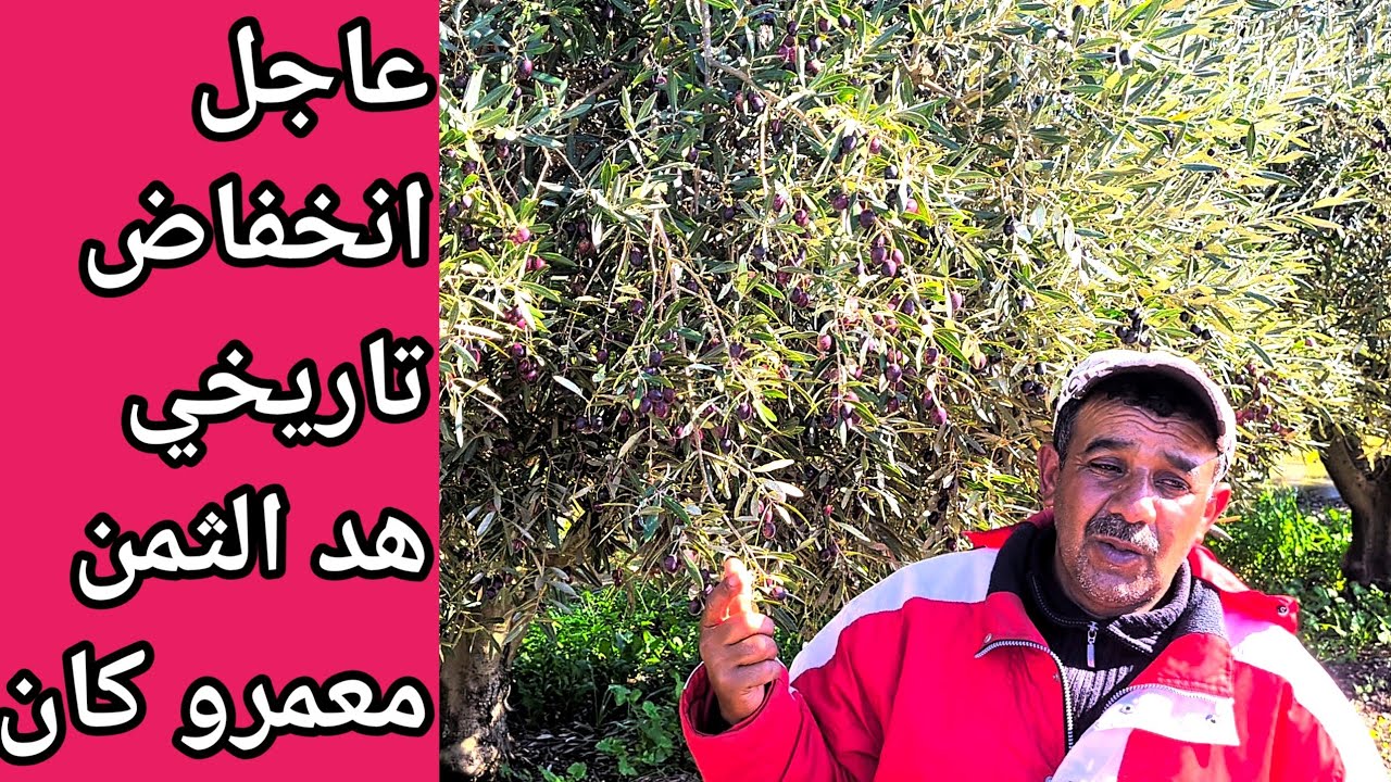 كارثة في السوق! علاش الزيتون طاح بهاد الشكل؟