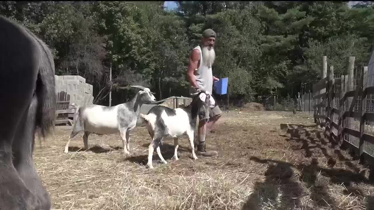Screaming goat causes stir in Etna, police run-in: ‘He’s just got a lot to say!’