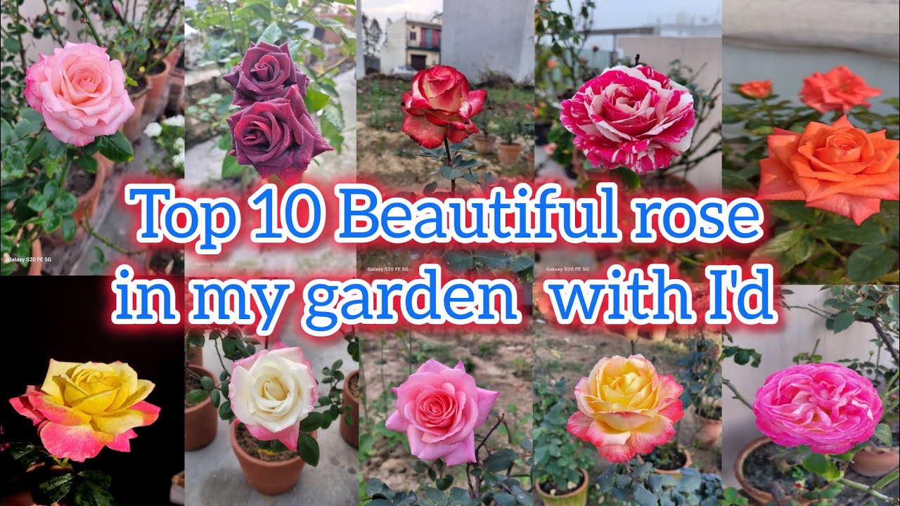 मेरे गार्डन के 10 सबसे खूबसूरत गुलाब 🌹 | हर Rose की ID के साथ