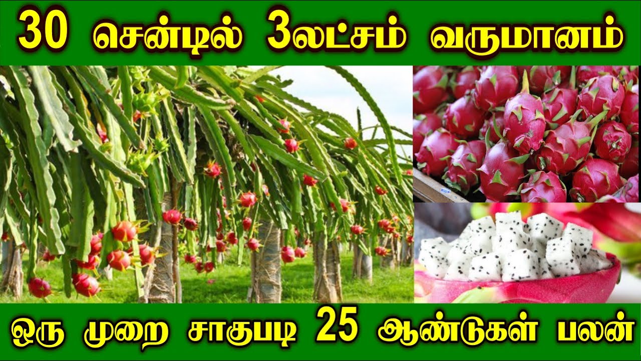 30 சென்டில் 3லட்சம் வருமானம் தரும் டிராகன் ஃப்ரூட் | Dragon fruit Farming and Harvest | Pondicherry