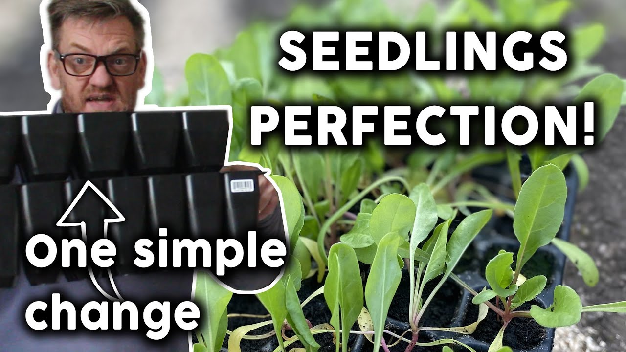 Upgrade Success: Perfect Seedlings with New Trays and A new Tool | Latvian Homesteading