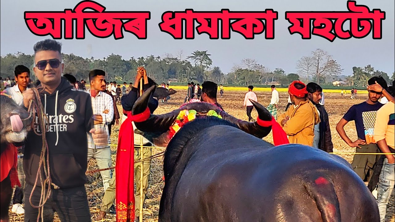 আজিৰ ধামাকা মহটো আৰু লগতে বেলেগ এটা .. #mohjuj #mrblackextra #mrblack 