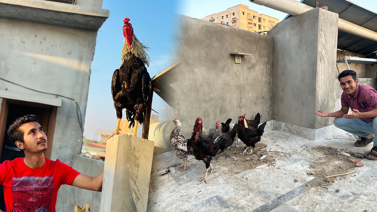 Aseel Murga Ko 6 Murgiya Dadi 😱 Bher Kia Hoa