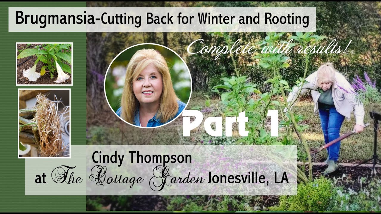 Cutting Brugmansia Back for Winter and Rooting