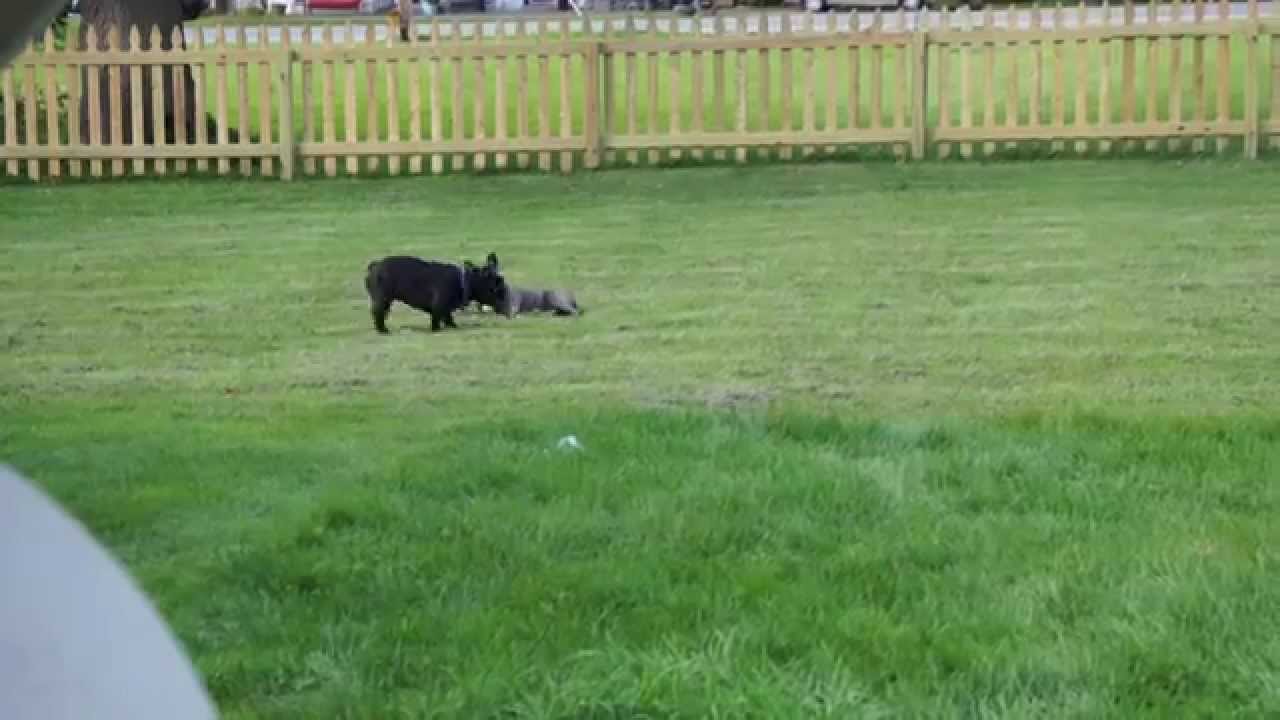 Oliver and Niko playing in the yard